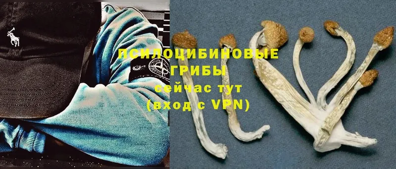 MEGA зеркало  Павлово  Псилоцибиновые грибы Psilocybine cubensis  наркотики 